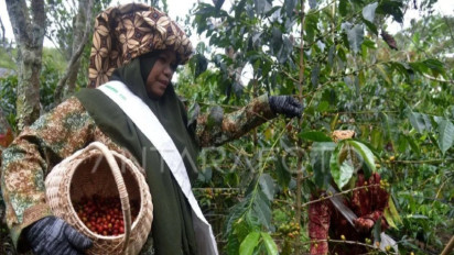 Permintaan Dunia untuk Kopi Aceh Terus Meningkat