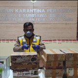 Karantina Pertanian Sumbawa Gagalkan Penyelundupan Puluhan Ekor Burung Kicau Cendet dan Kepodang