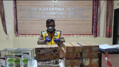 Karantina Pertanian Sumbawa Gagalkan Penyelundupan Puluhan Ekor Burung Kicau Cendet dan Kepodang