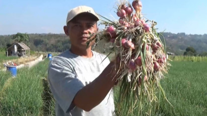 Panen Raya, Harga Bawang Merah di Magetan Petani Pilih Tunda Panen dan Simpan Panenan 