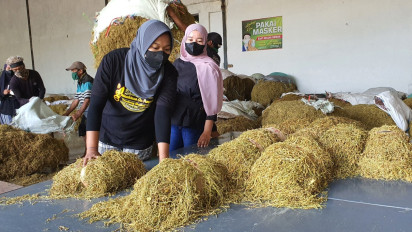 Cegah Tembakau Luar Daerah Masuk Probolinggo, Petani Butuh Perda Aturan Regulasi Pembelian Tembakau