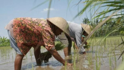 PKS: Food Estate Jokowi Senilai Rp108 Triliun Proyek Gagal