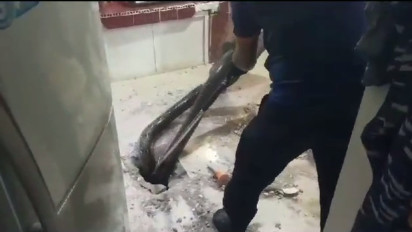 Ular Sanca Sepanjang 4 Meter Ditemukan dalam Rumah Warga di Karimun