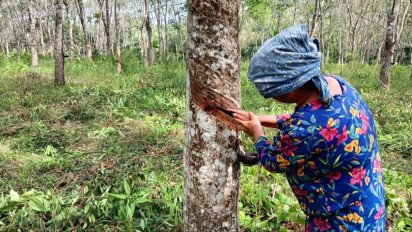 Keluh Kesah Petani Karet di Padang Lawas, Bertahan Meski Harga Murah