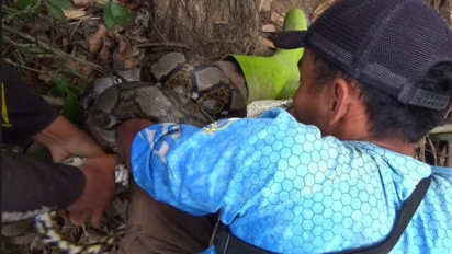 Panik! Ular Piton Raksasa Tiba-tiba Melilit Pria yang Tengah Asik Mancing di Tengah Hutan