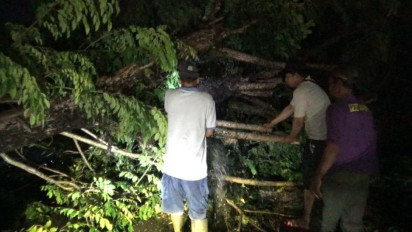 Hujan Disertai Angin Kencang Sebabkan Pohon Tumbang di Medan Sunggal