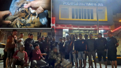 Polisi Tangkap Penjual Kulit Harimau Sumatera di Aceh Tenggara