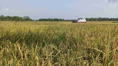 Cerita Kelam: Dari Lumbung Padi ke Kebun Sawit - Ancaman Ekspansi Sawit ke Lahan Sawah