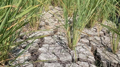 Dampak Fenomena El Nino: Kekeringan Menghantui Lahan Pertanian Padi di 4 Kabupaten di Lampung