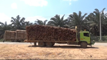 Kondisi Jalan Tanah yang Kering saat Musim Panas, Menjadi Berkah Tersendiri Para Sopir Angkutan Kayu di Pali