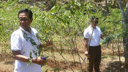 Sukses Bantu Peternak Gunungkidul, Keraton Yogyakarta Tawari PLN 65 Hektar Lahan untuk Ditanami Indigovera