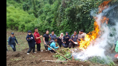 BNNK Madina Berhasil Memusnahkan 1,5 Ha Ladang Ganja