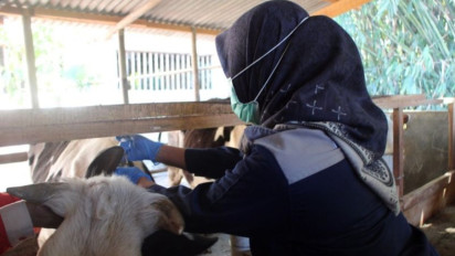 Cegah Antraks pada Ternak Sapi, Pemkab Boyolali Gencar Lakukan Vaksinasi