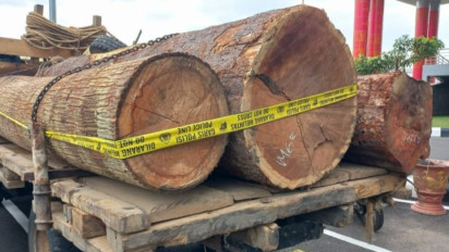 Polda Sumsel Tangkap Tiga Pembalak Liar Hutan Produksi di Musi Banyuasin