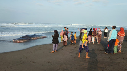 Hiu Tutul Sepanjang 7 Meter dengan Berat 2 Ton Terdampar di Pantai Selatan Purworejo