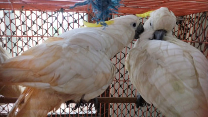 Penyelundupan Puluhan Burung Langka di Dalam Paralon Berhasil Digagalkan di Atas Kapal