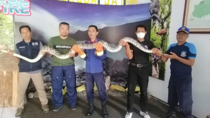Geger! Ular Piton Sepanjang Empat Meter Masuk ke Perkampungan Warga Banyuwangi