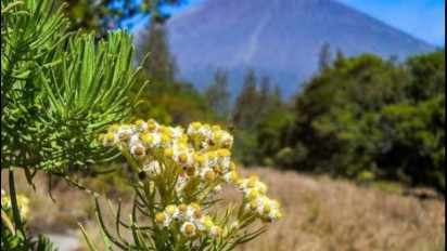 Tumbuhan Langka Edelweis Terancam Punah, Akibat Kebakaran Hutan dan Lahan di Kawasan Bromo
