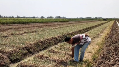 Dampak Kemarau Harga Bawang Merah Anjlok, Petani di Pati Merana