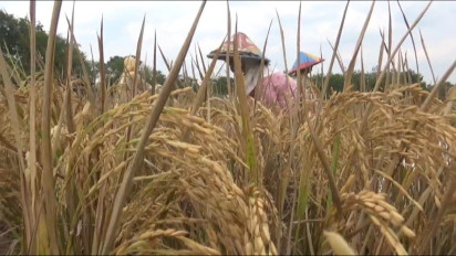 Gunakan Pupuk Organik, Produktivitas Hasil Panen Padi di Pali Meningkat di Musim Kemarau
