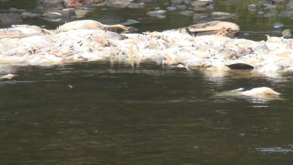 Bangkai-bangkai Ayam yang Dibuang ke Sungai Lae Impal Menghilang Misterius dari Lokasi