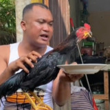 Ayam Jantan Bernama  Ahmad Saputra  Milik TikToker Adi Sudirja Ditawar Rp50 Juta