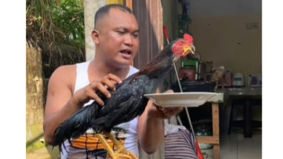 Ayam Jantan Bernama 'Ahmad Saputra' Milik TikToker Adi Sudirja Ditawar Rp50 Juta