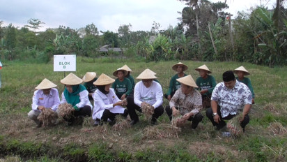 Kekeringan, Petani di Sleman Tetap Bisa Panen Bawang Merah