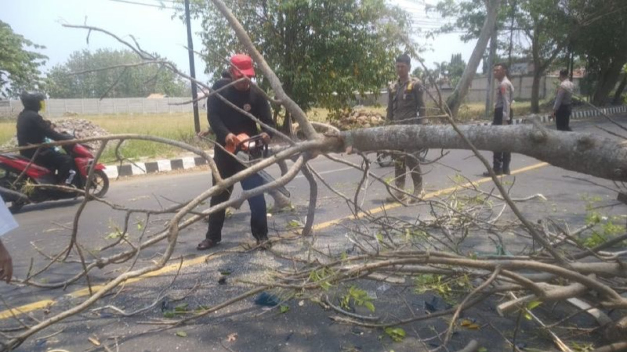 Damkarmat Lampung Selatan Evakuasi Pohon Tumbang Timpa Mobil Pol Airud
            - galeri foto