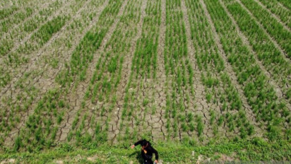 Kabupaten Bekasi Alami Bencana Kekeringan, Pemkab Perpanjang Masa Tanggap Darurat