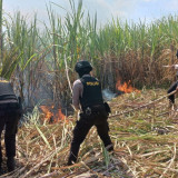 Diduga Akibat Puntung Rokok, Lahan Tebu di Kudus Terbakar