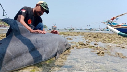 Lumba-Lumba Seberat Satu Kuintal Terdampar di Pantai Ujung Genteng Sukabumi