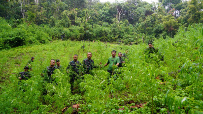 Korem 023/KS Temukan Satu Hektare Lebih Ladang Ganja Siap Panen