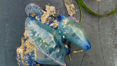 Fenomena Ubur-Ubur Beracun Blue Bottle Muncul di Pantai Sanur, Pemkot Denpasar Minta Warga Waspada