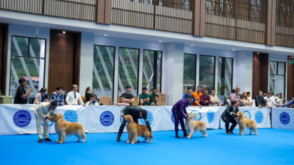 Kontes Ketangkasan dan Kecantikan Anjing Digelar di Bogor