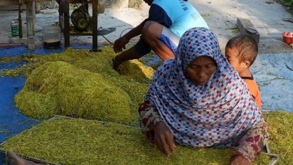 Harga Tembakau Melejit Tembus Rp47 Ribu per Kilogram, Bikin Petani Happy