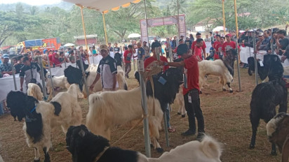 Kontes Ratusan Kambing Peranakan Etawa di Kebumen, Kambing Juara Ditawar Hingga Rp.120 Juta