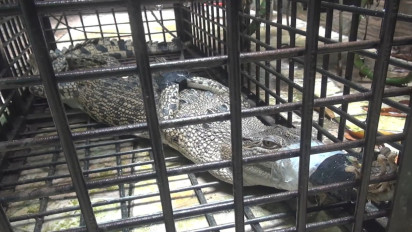 Heboh, Buaya Muncul dan Ditangkap Dipemukiman Warga di Subulussalam Aceh