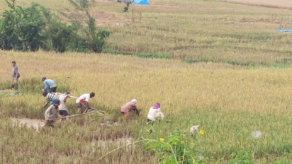 Kemarau Melanda, Sawah Petani di Tiga Kecamatan di Lahat Terancam Puso