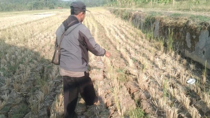 Ribuan Hektar Lahan Persawahan Milik Petani di Cilacap Terancam Gagal Tanam Akibat Kekeringan