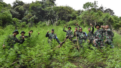 Korem 023/KS Temukan Ladang Ganja Seluas 3 Hektare di Madina