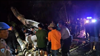 Pohon Raksasa Tumbang Tutup Jalur Trans Sulawesi Hingga Picu Kemacetan Panjang