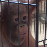 5 Bayi Orang Utan Ditemukan di India, Diduga Dibawa Jaringan Penyelundupan Satwa