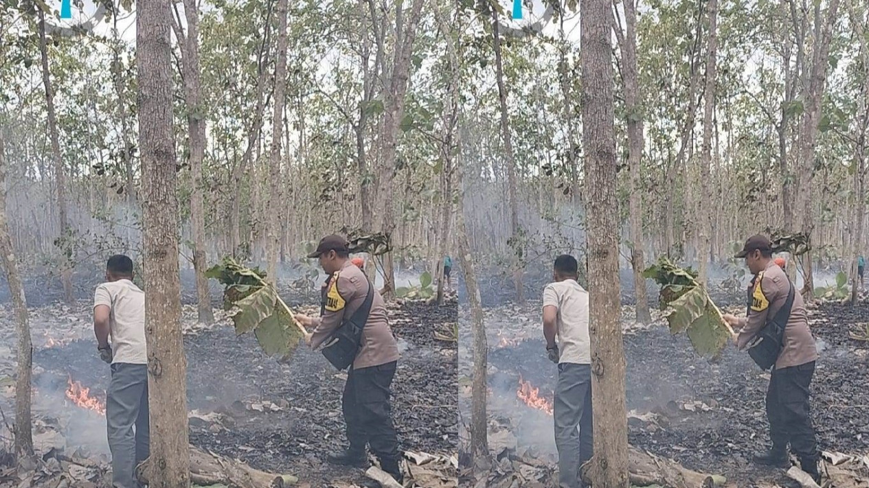 Kemarau, Hutan Jati Milik Perhutani di Banyuwangi Terbakar
            - galeri foto