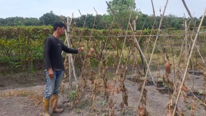 Kemarau Panjang di Banyuasin, Petani Buah Naga Terpaksa Mengandalkan Tanaman yang Mampu Menampung Air