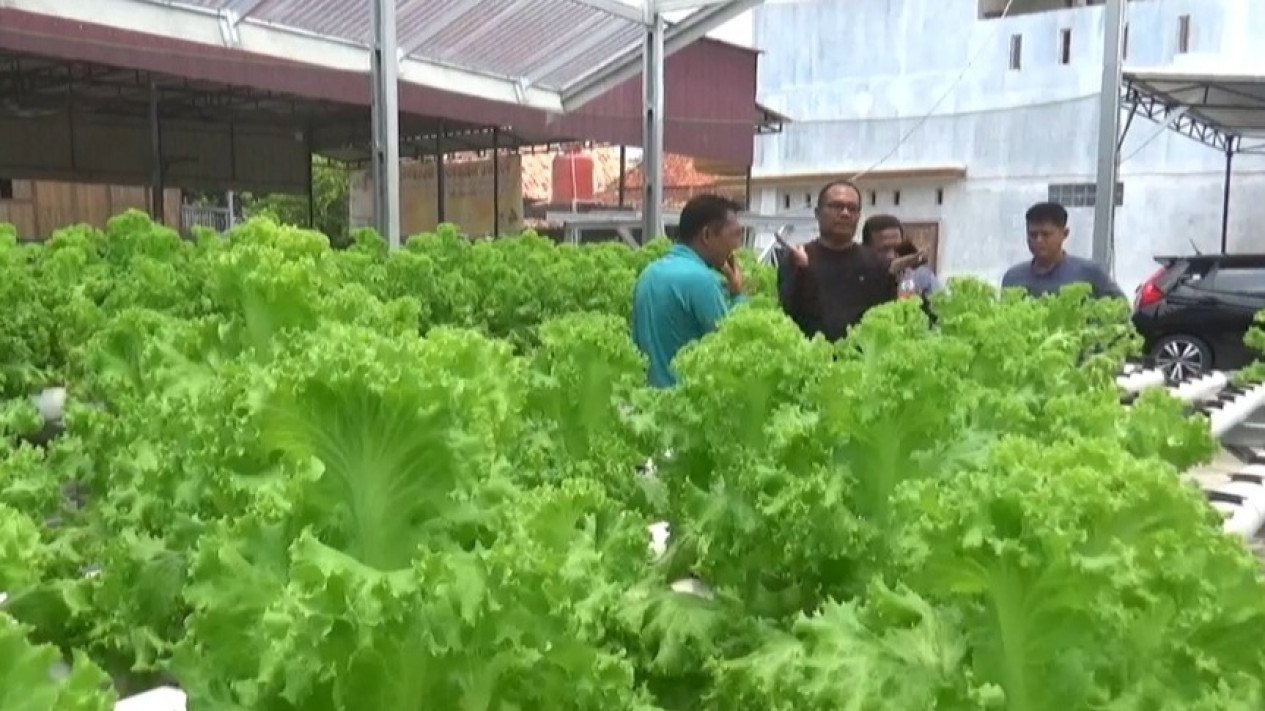 Budidaya Sayur Selada Hidroponik: Inisiatif Desa Prabumenang Pali untuk Pertanian Modern
            - galeri foto