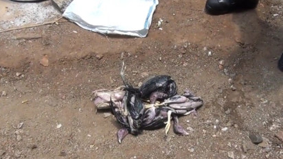 Ular Sanca Seberat 20 Kilogram Makan 5 Ayam Warga di Srengseng