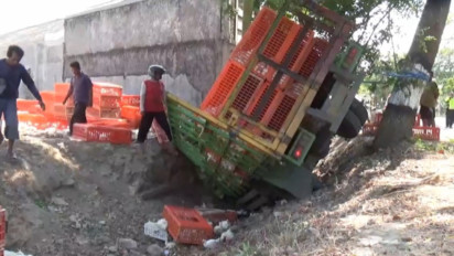 Gegara Sopir Ngantuk, Truk Angkut Ratusan Ayam Terperosok ke Sungai Maospati Madiun