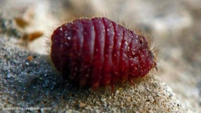 MUI: Pewarna Makanan dari Serangga Cochineal Halal Digunakan