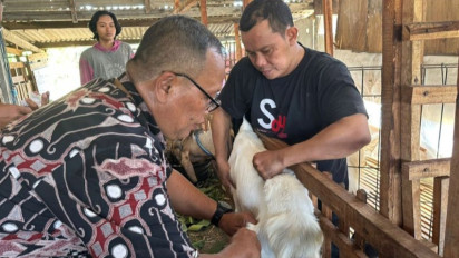Vaksinasi PMK di Kudus, Kini Sasar Kambing